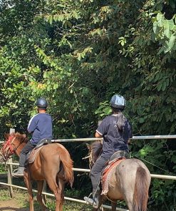 Dạy Cưỡi Ngựa