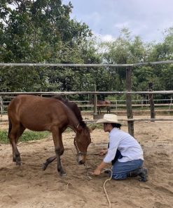 Huấn Luyện Ngựa