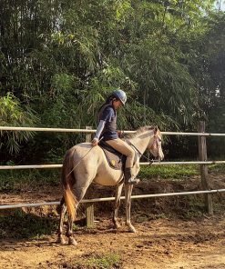 Đào Tạo HLV Huấn Luyện Ngựa